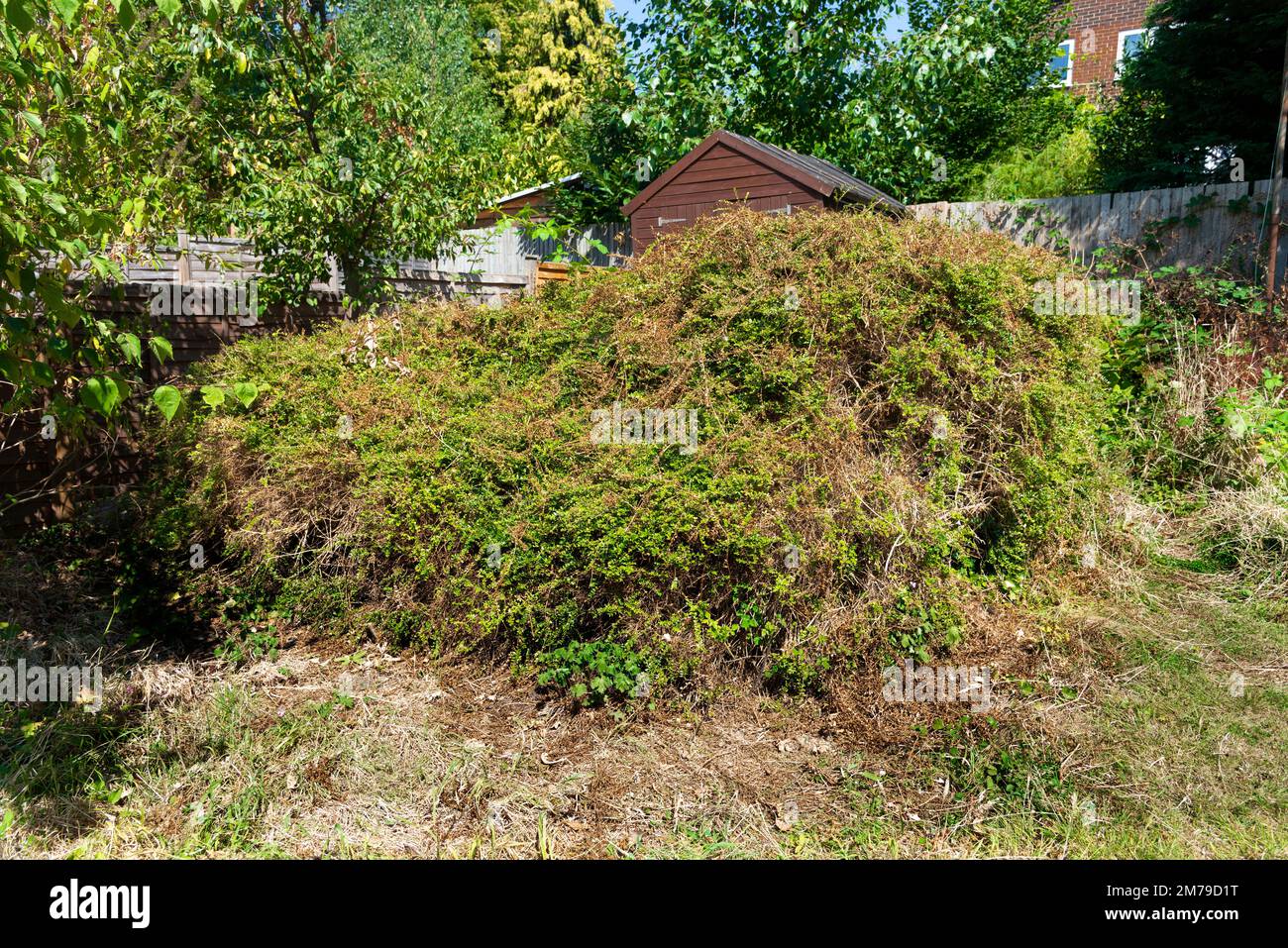 Overgrown and neglected domestic urban back garden with wooden shed, Reading, Berkshire, England, UK Stock Photo