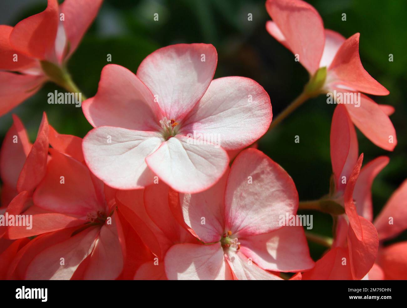 The delicate petals of a flowering Geranium plant Stock Photo