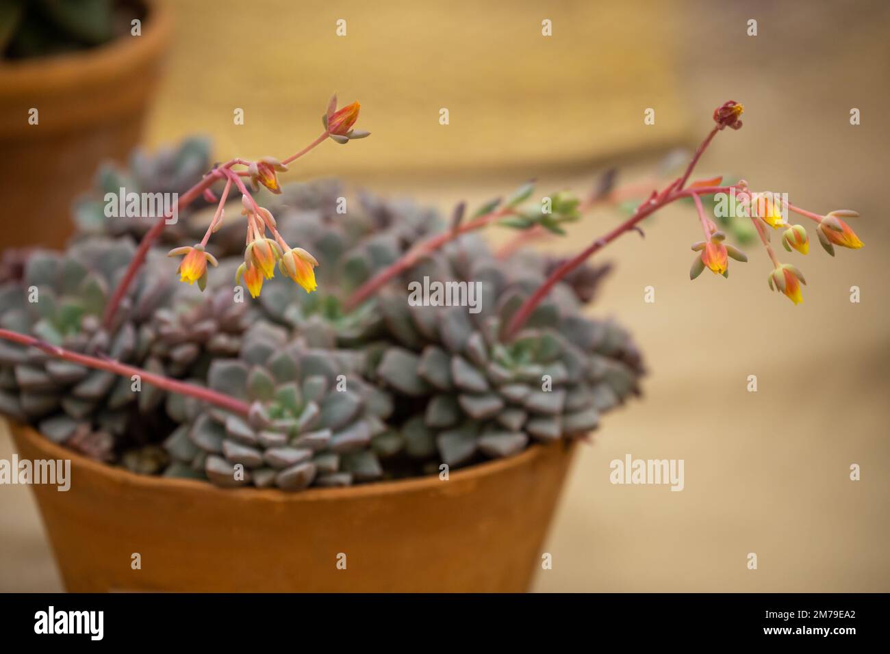 blooming-echeveria-subcorymbosa-potter-plant-succulent-selective