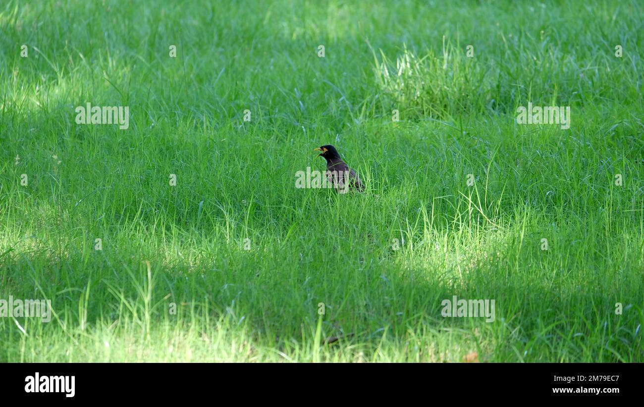 A single myna bird standing among green grass on a field. Stock Photo