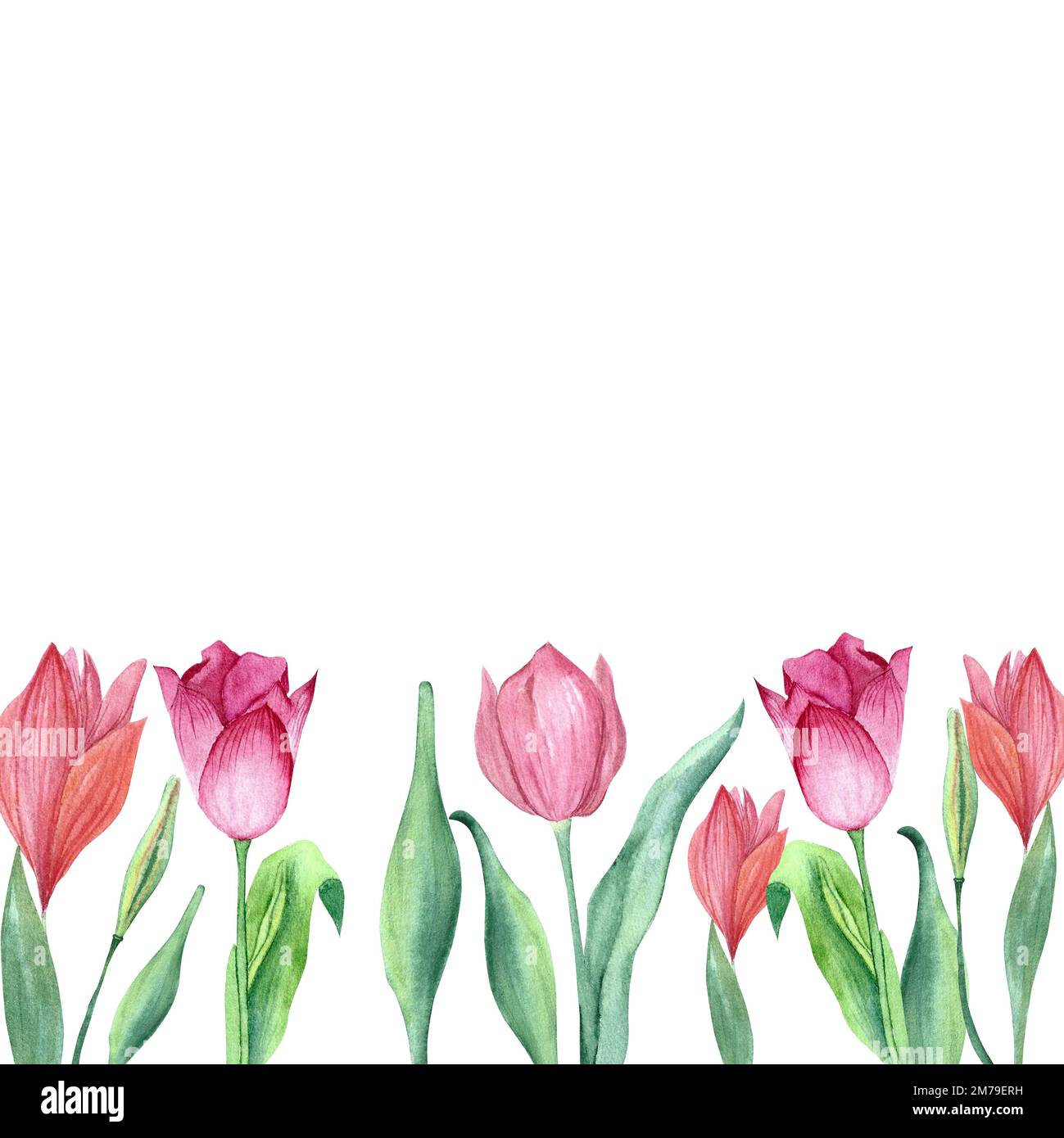a set of tulips painted in watercolor on isolated white background ...