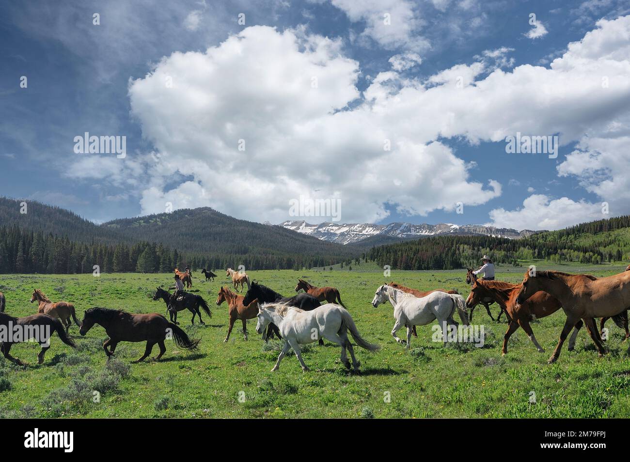 USA; Rocky Mountains; Wyoming; Sublette County; Pinedale; Flying A Ranch; Cowboys and horses (m) Stock Photo