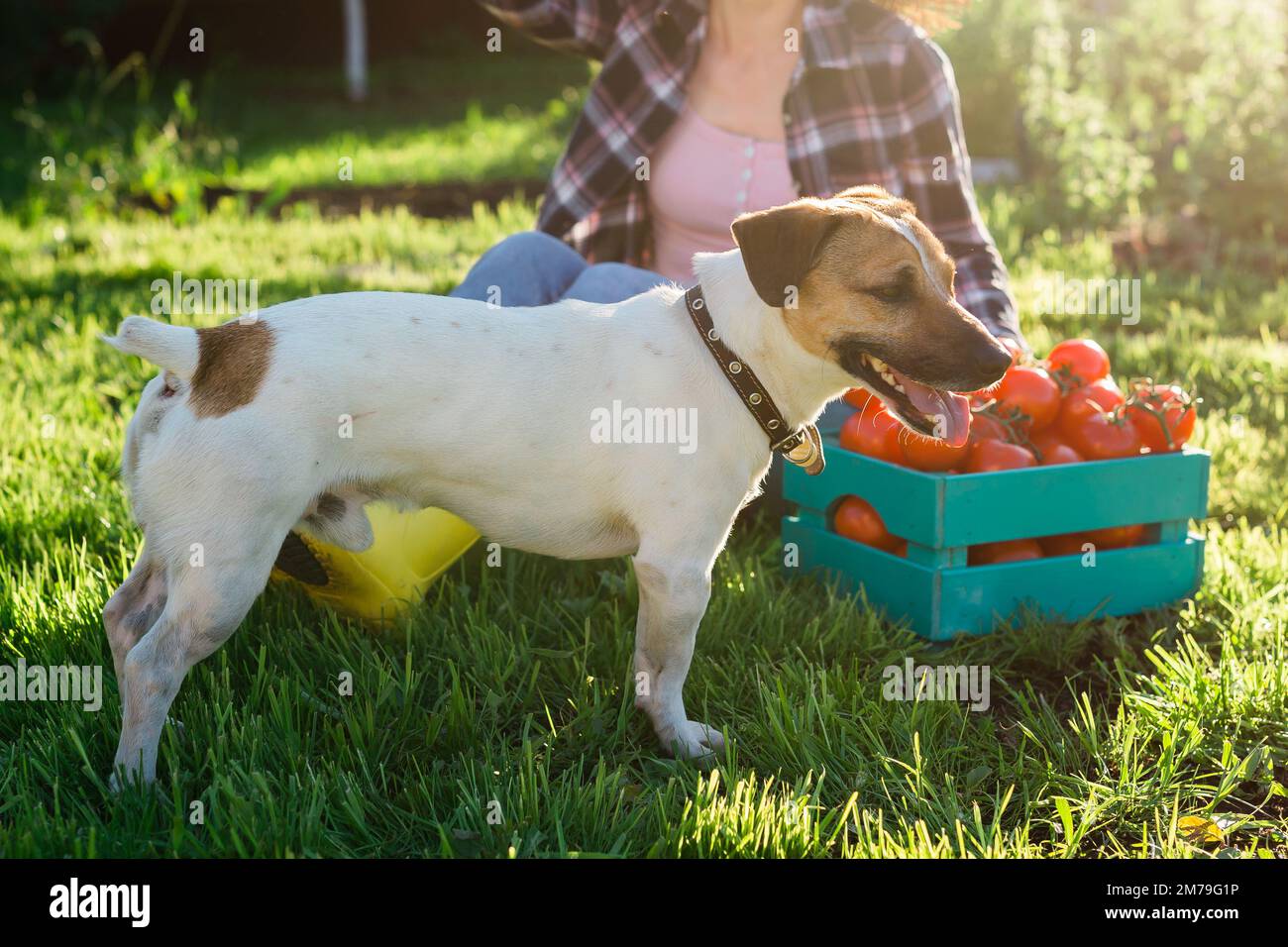 Jack Russell Terrier playing in vegetable garden - pet and dog concept Stock Photo