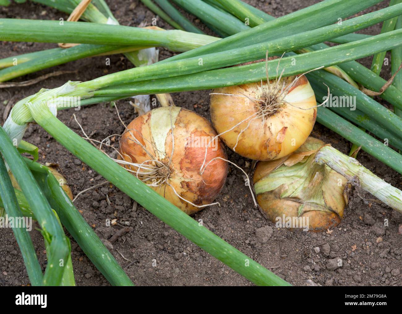 Onions in the field  ready for harvesting. Ripe onion after harvest . Stock Photo
