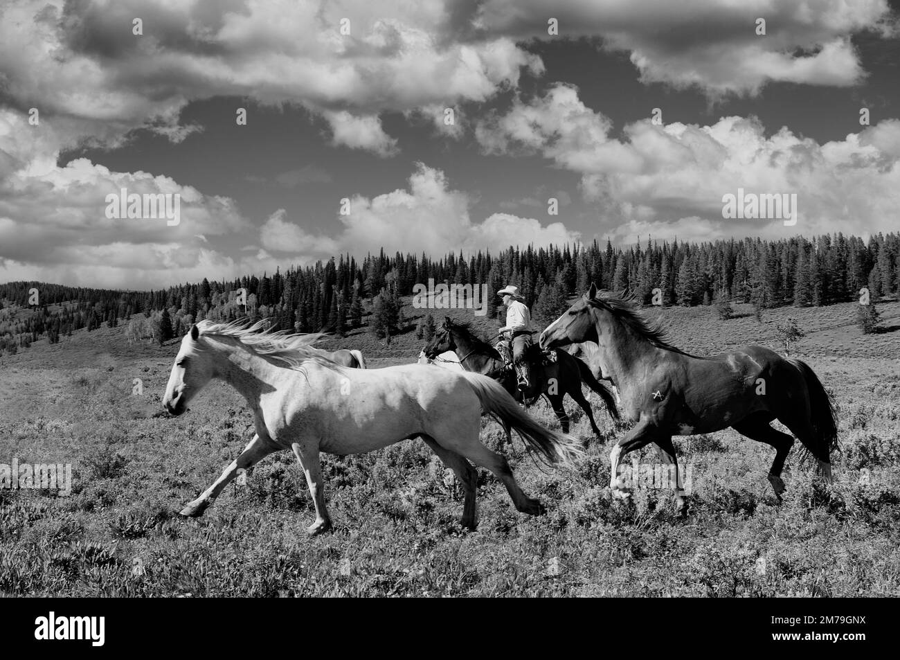 USA; Rocky Mountains; Wyoming; Sublette County; Pinedale; Flying A Ranch; Stock Photo