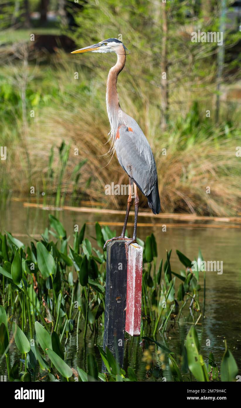 Heron legs hires stock photography and images Alamy(04)