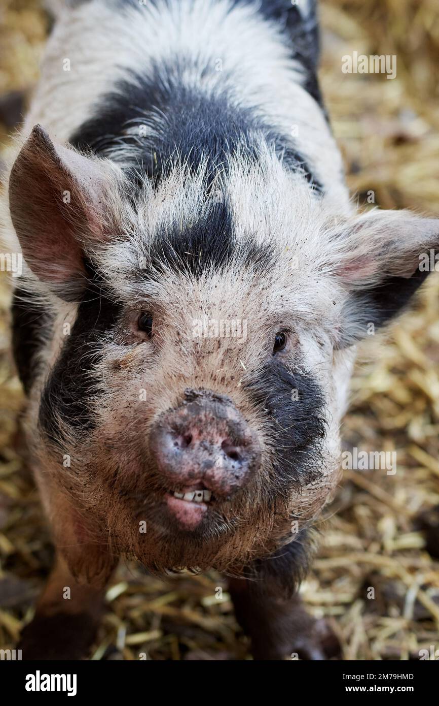 Close-up of a spotted mini pig (teacup) in pigsty showing teeth Stock Photo