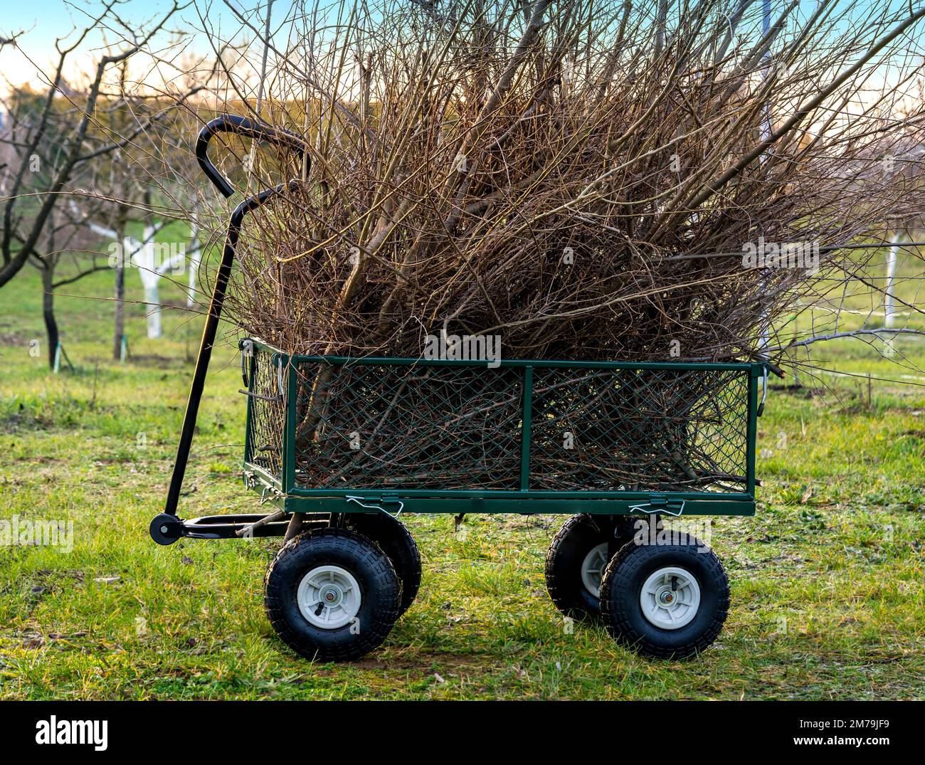 Metal garden cart filled with tree branches Stock Photo - Alamy