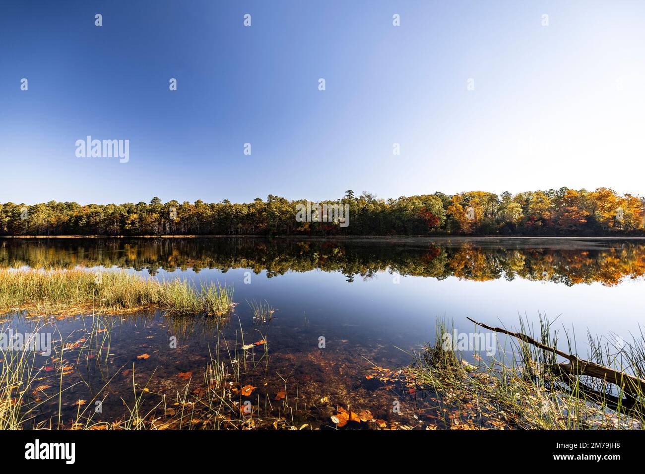 A sunny day near lake surrounded by trees in Batsto Village, New Jersey