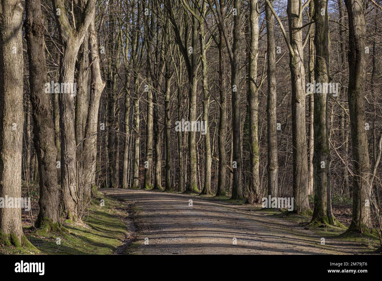 Road leading beautiful forest hi-res stock photography and images - Alamy