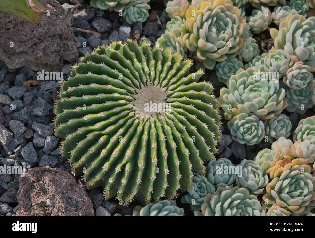 Cacti Stock Photo