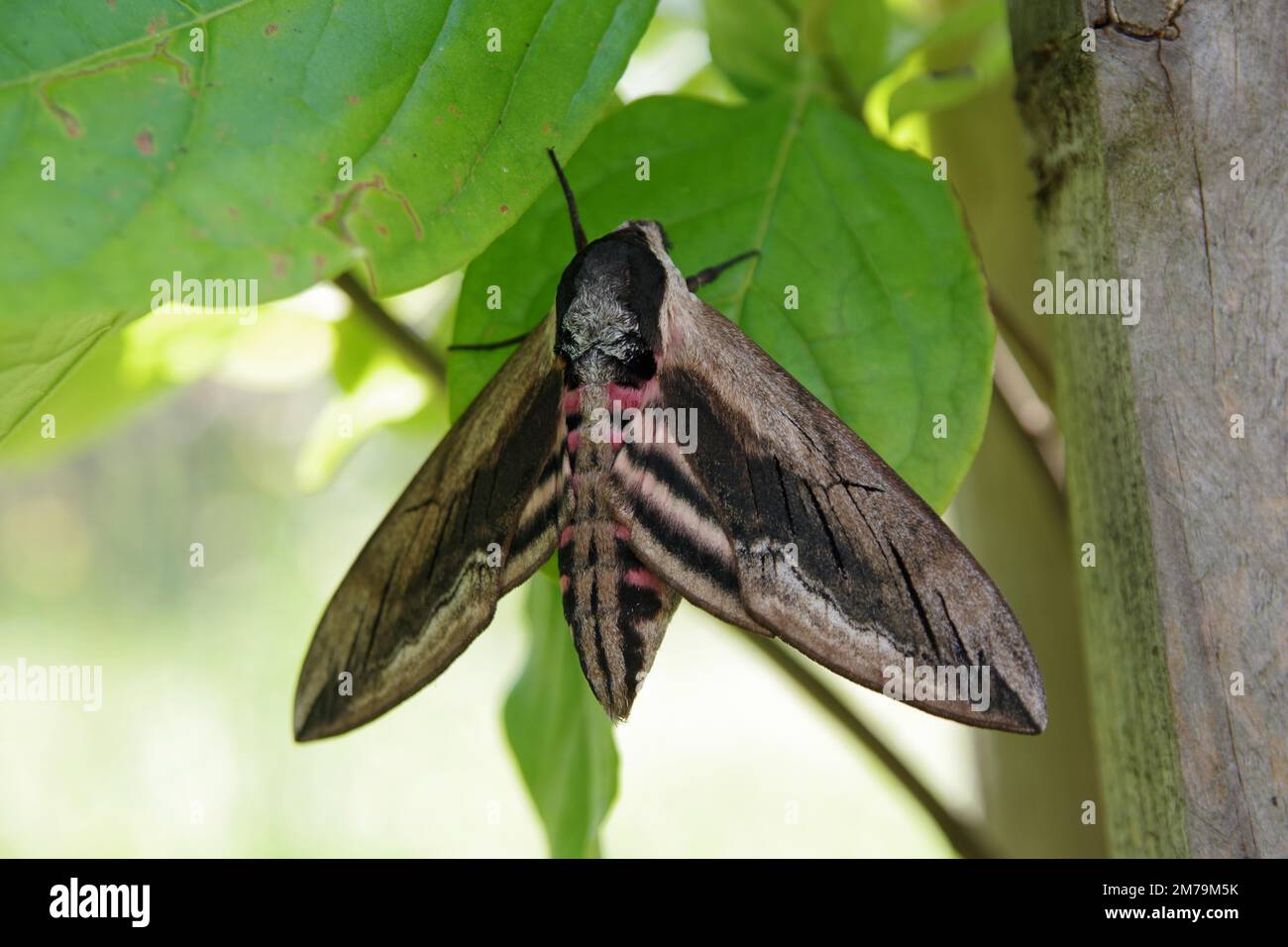 Close-up, privet hawkmoth, moth, wing, butterfly, Germany, The large privet hawk moth (Sphinx ligustri) sits under a leaf Stock Photo