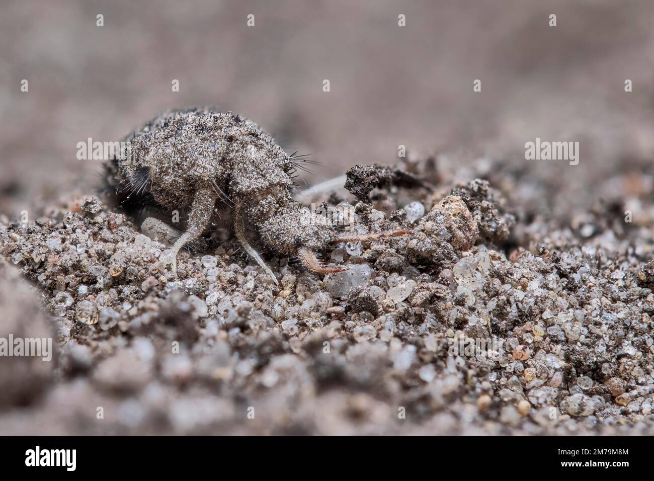 European ant lion (Euroleon nostras), Lower Saxony, Germany Stock Photo ...