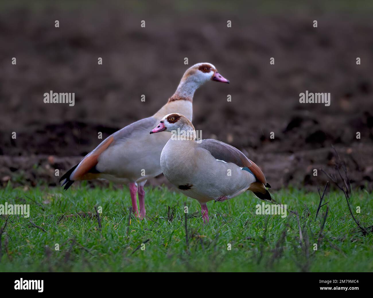A pair of Egyptian Geese Alopochen aegyptiaca with the Male bird standing guard over its mate in North Norfolk, UK Stock Photo
