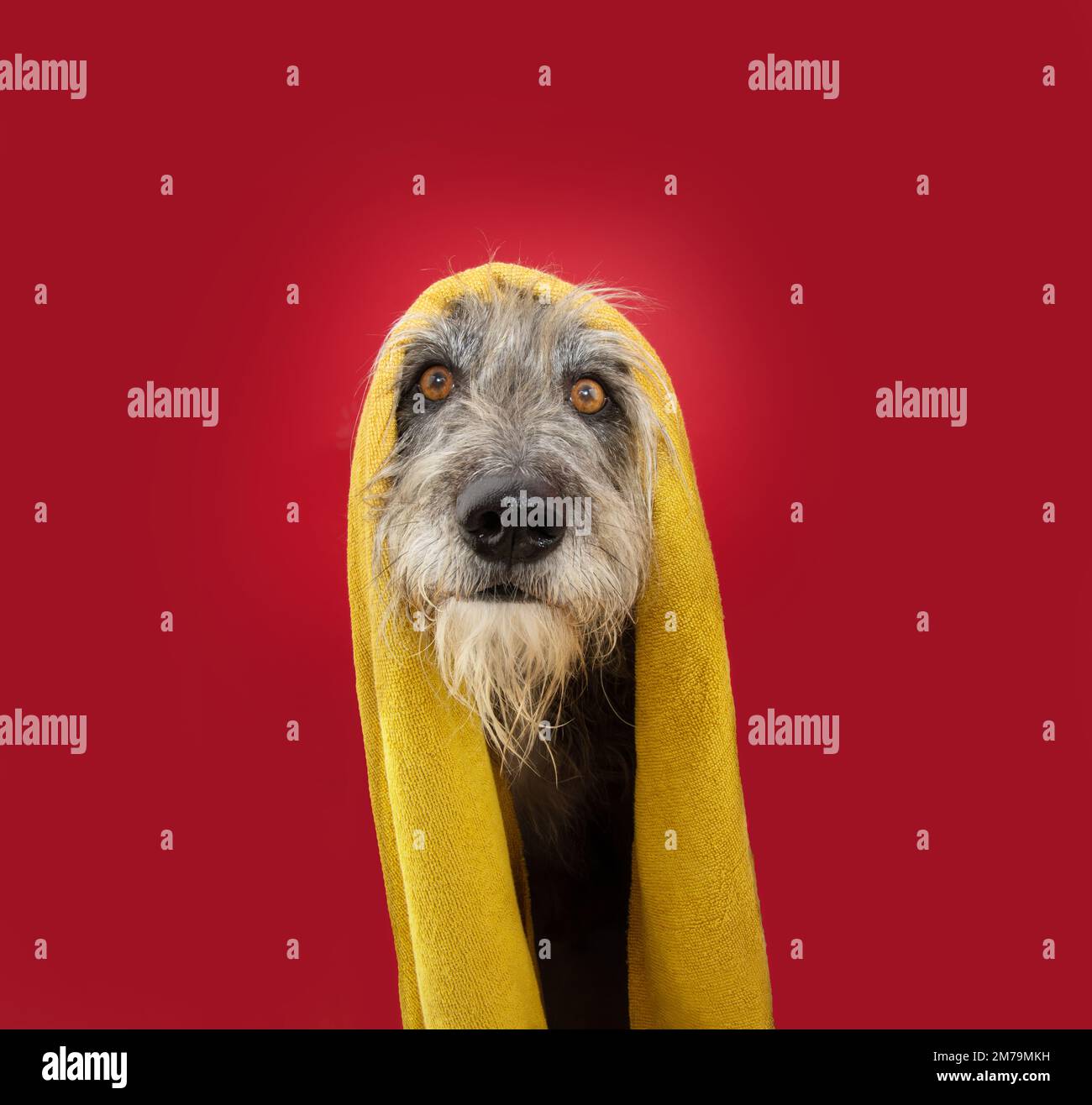 Funny mixed-breed dog wrapped with a yellow towel. Isolated on red, magenta background Stock Photo