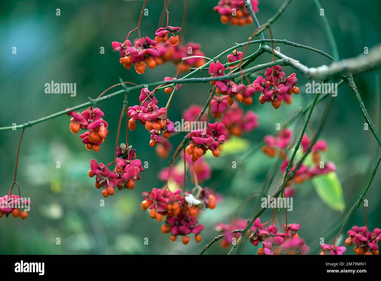 Fruits of the common spindle bush. european spindle (Euonymus europaeus) on a branch, Bavaria, Germany Stock Photo