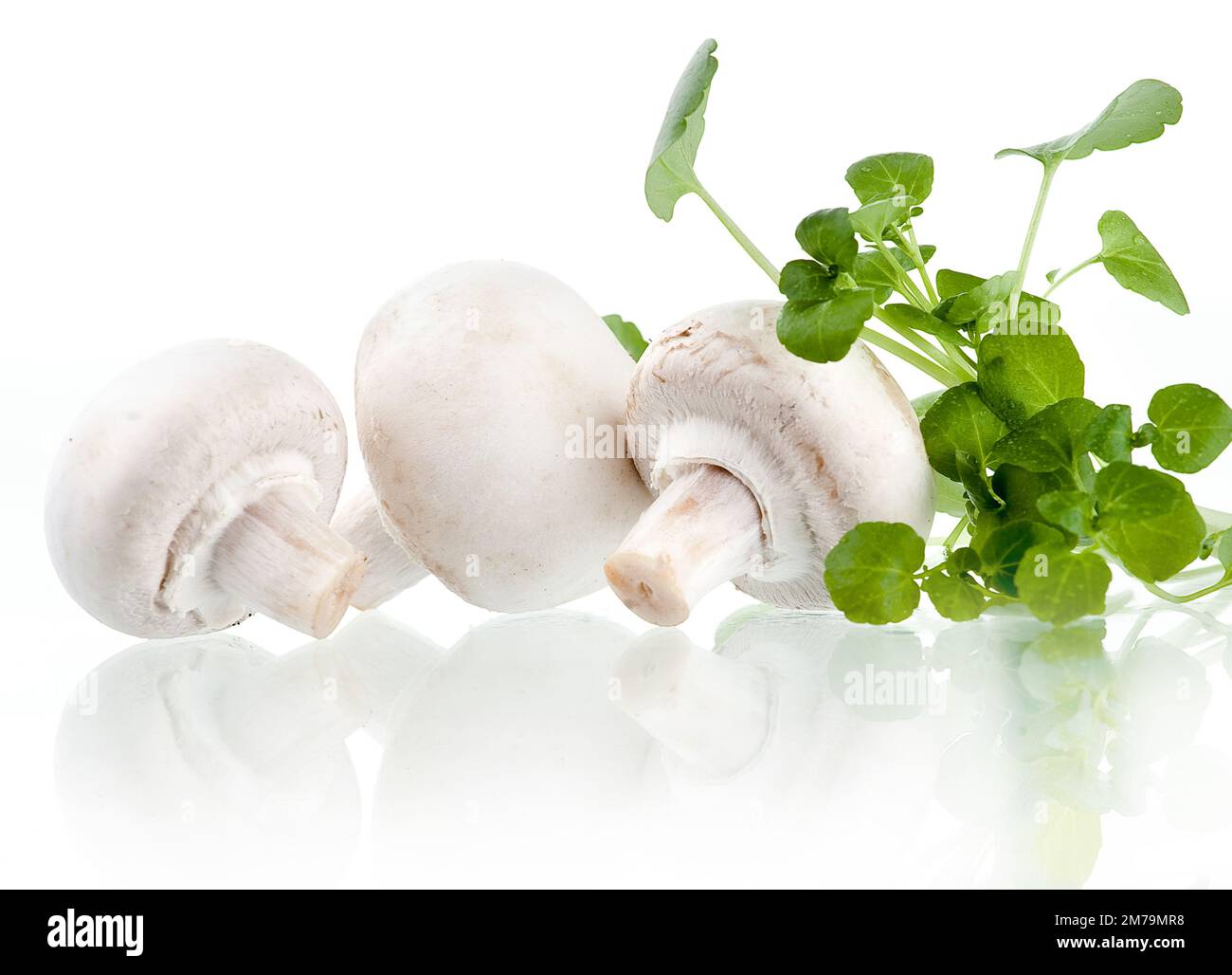 Fresh white mushrooms piled on a white background with fresh herbs in the background Stock Photo