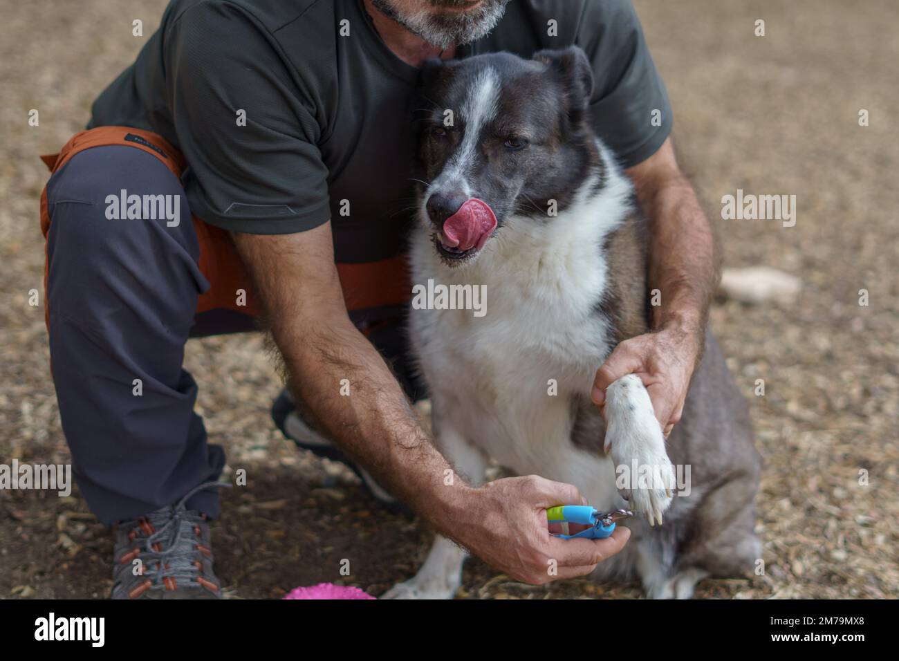 Cutting the nails of a border collie dog with scissors in the field