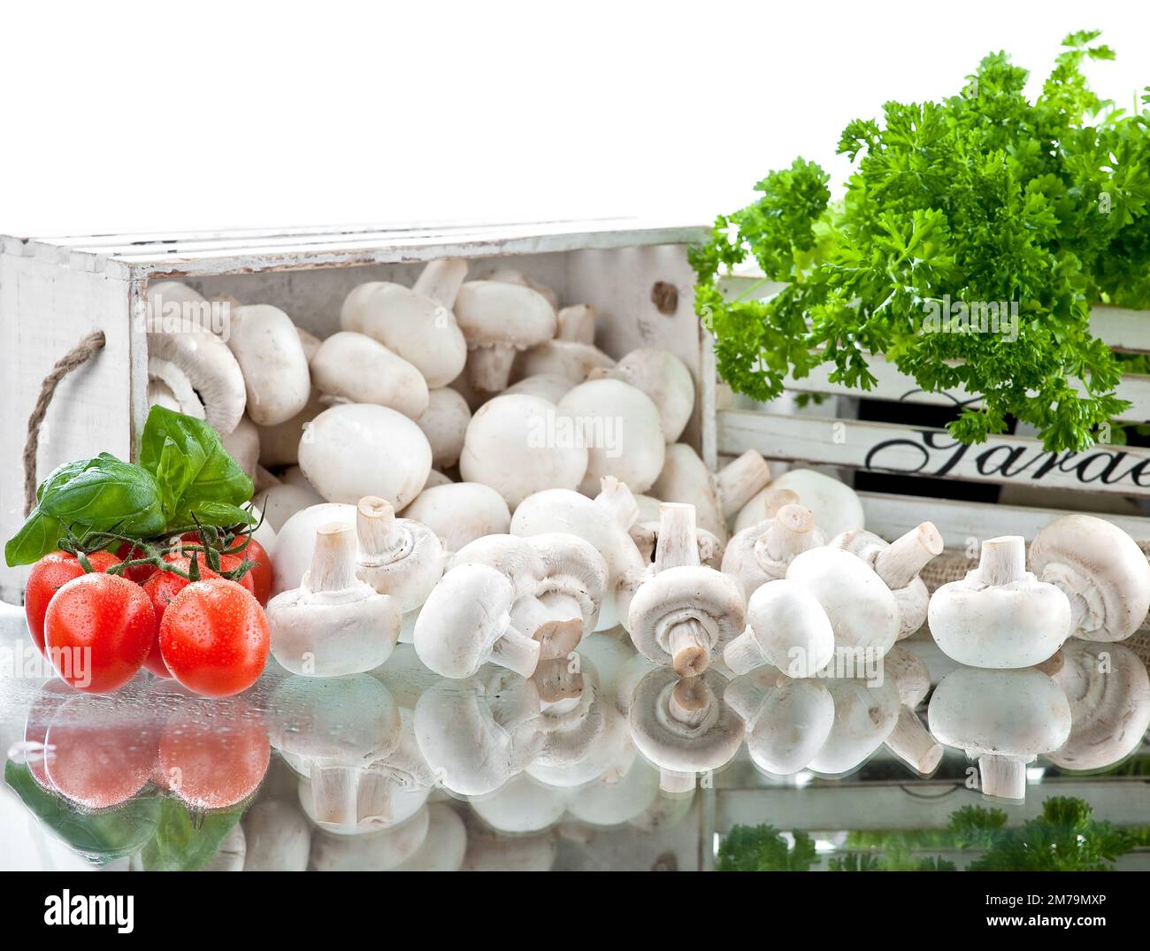 Fresh white mushrooms piled on a white background with fresh herbs in the background Stock Photo