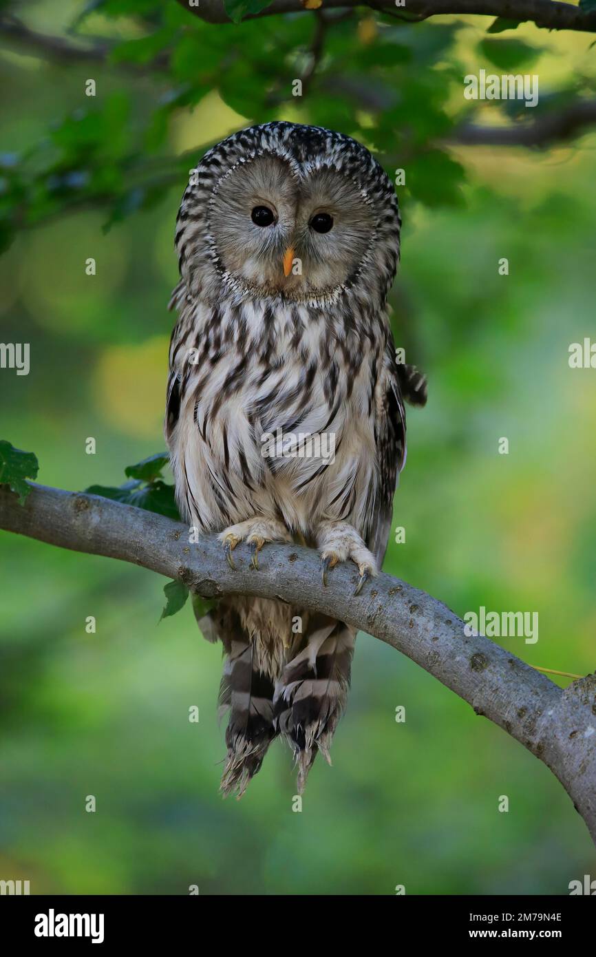 Ural Owl (Strix uralensis), adult, perch, alert, Sumava, Czech Republic Stock Photo