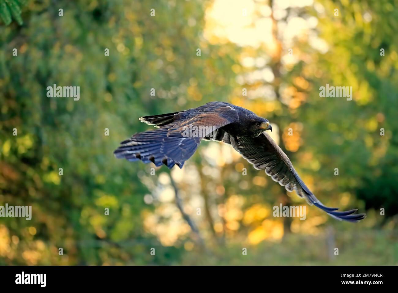 Harris's hawk (Parabuteo unicinctus), adult, not coloured, flying, autumn, Bohemian Forest, Czech Republic Stock Photo
