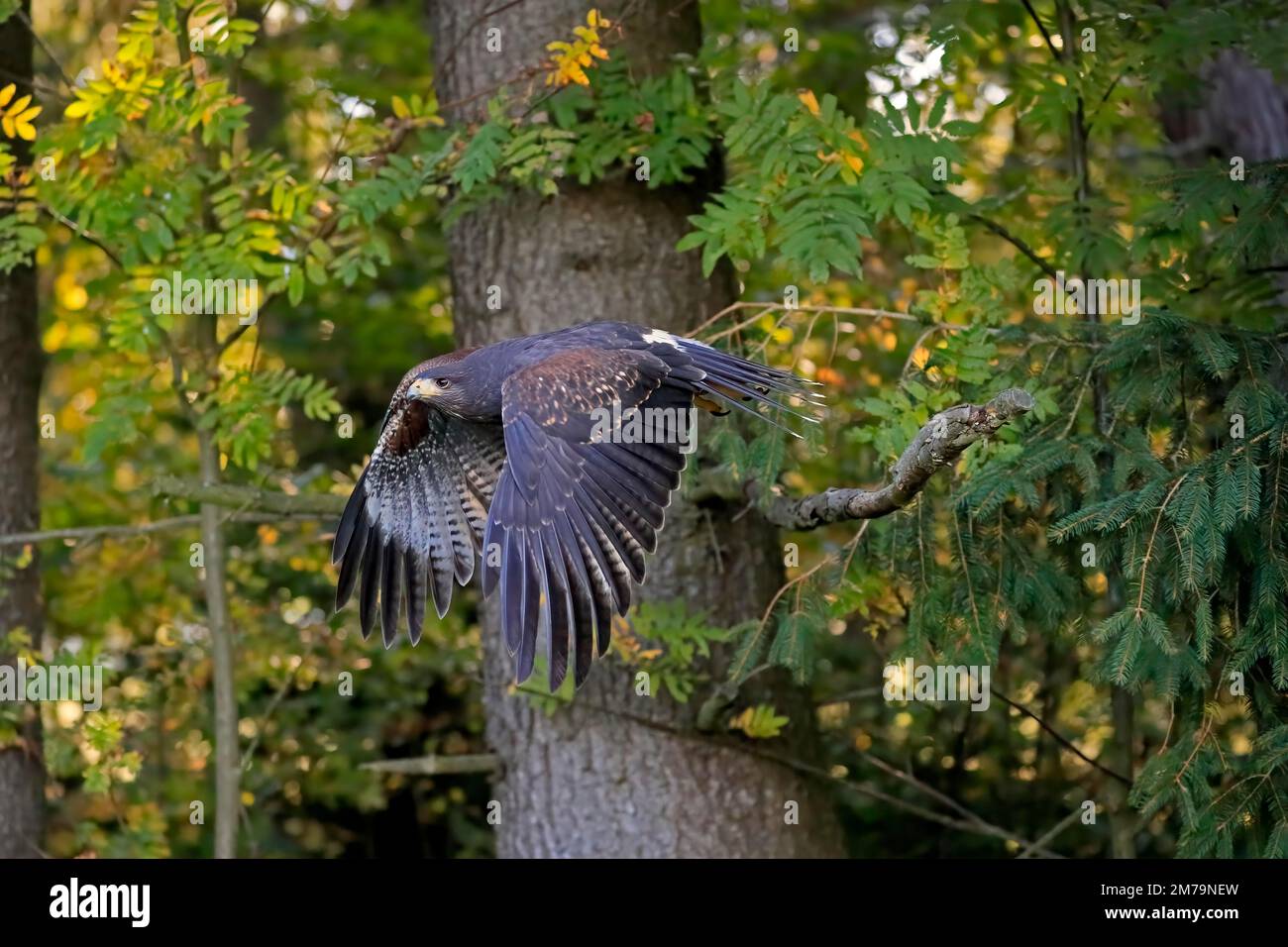 Harris's hawk (Parabuteo unicinctus), adult, not coloured, flying, autumn, Bohemian Forest, Czech Republic Stock Photo