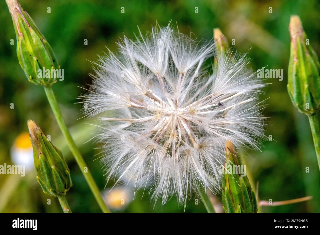 Seed forms hi-res stock photography and images - Alamy