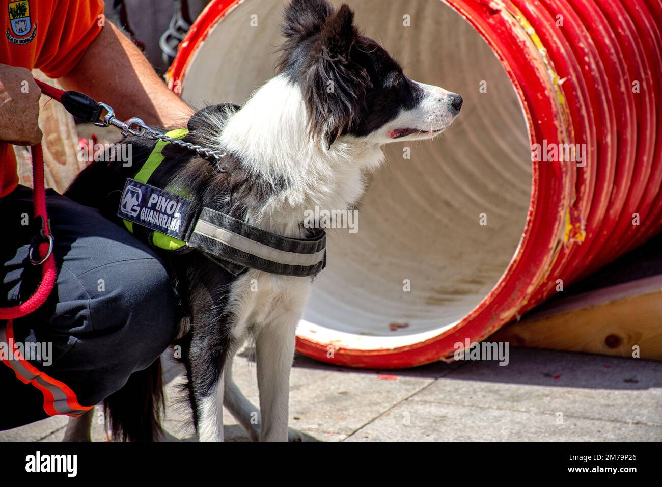 Exhibición rescue operation, dog, galapagar, exhibición de rescate canino, Galapagar Stock Photo