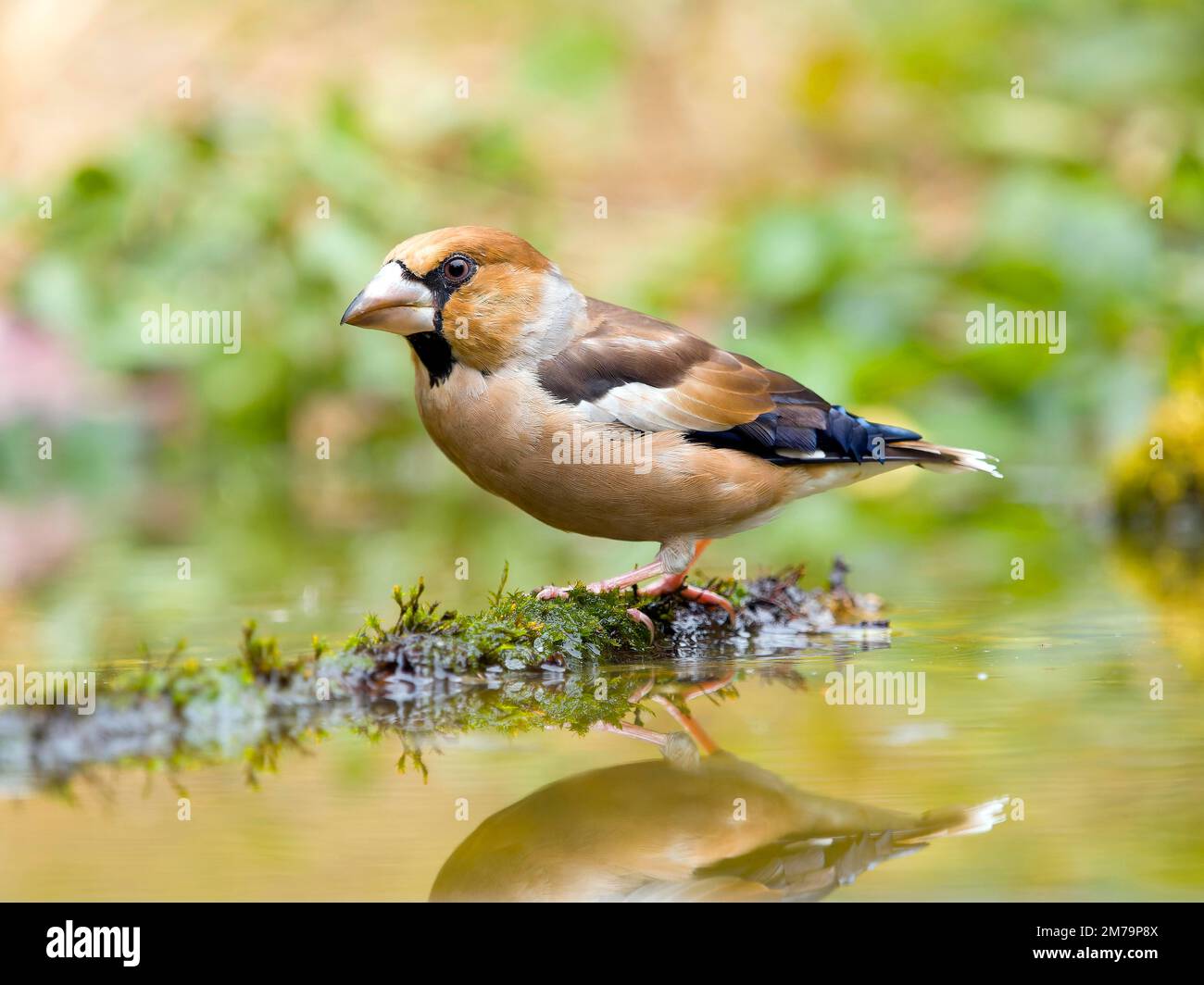 Hawfinch (Coccothraustes coccothraustes), sitting on a root in shallow water, Solms, Hesse, Germany Stock Photo