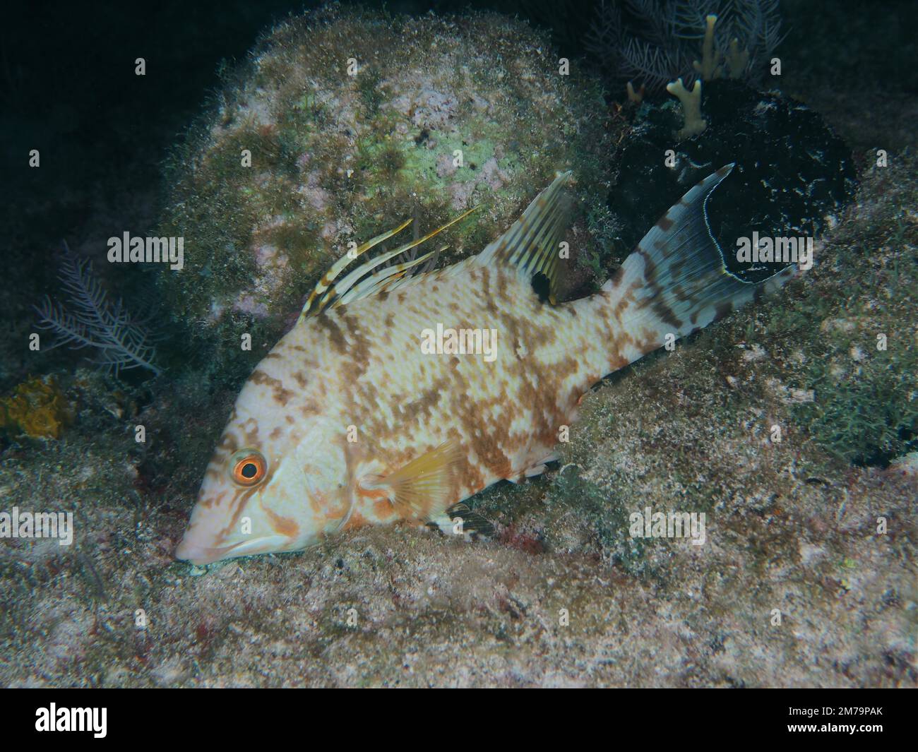 Coral hogfish hires stock photography and images Alamy
