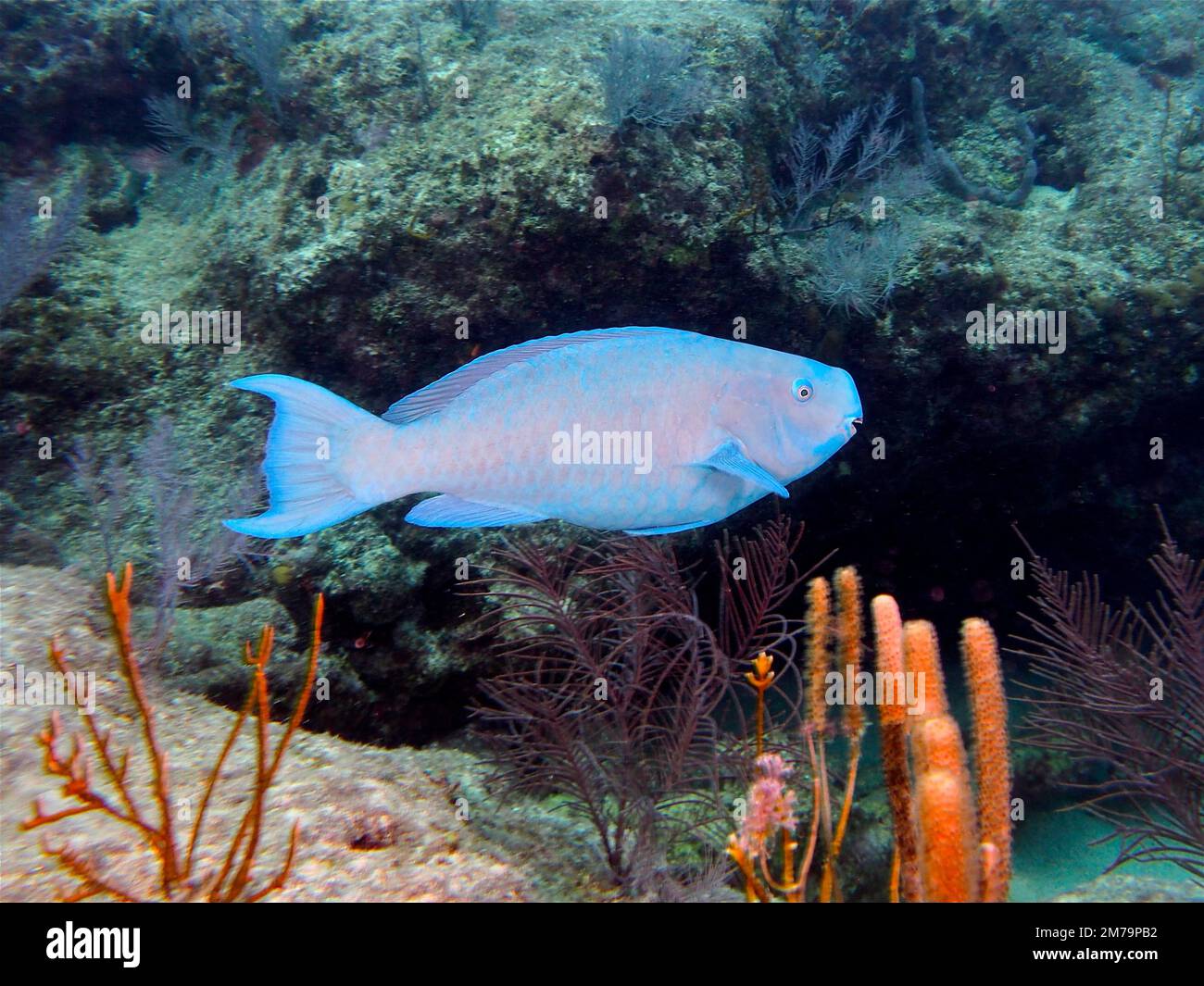 Blue parrotfish (Scarus coeruleus) . Dive site John Pennekamp Coral Reef State Park, Key Largo, Florida Keys, Florida, USA Stock Photo