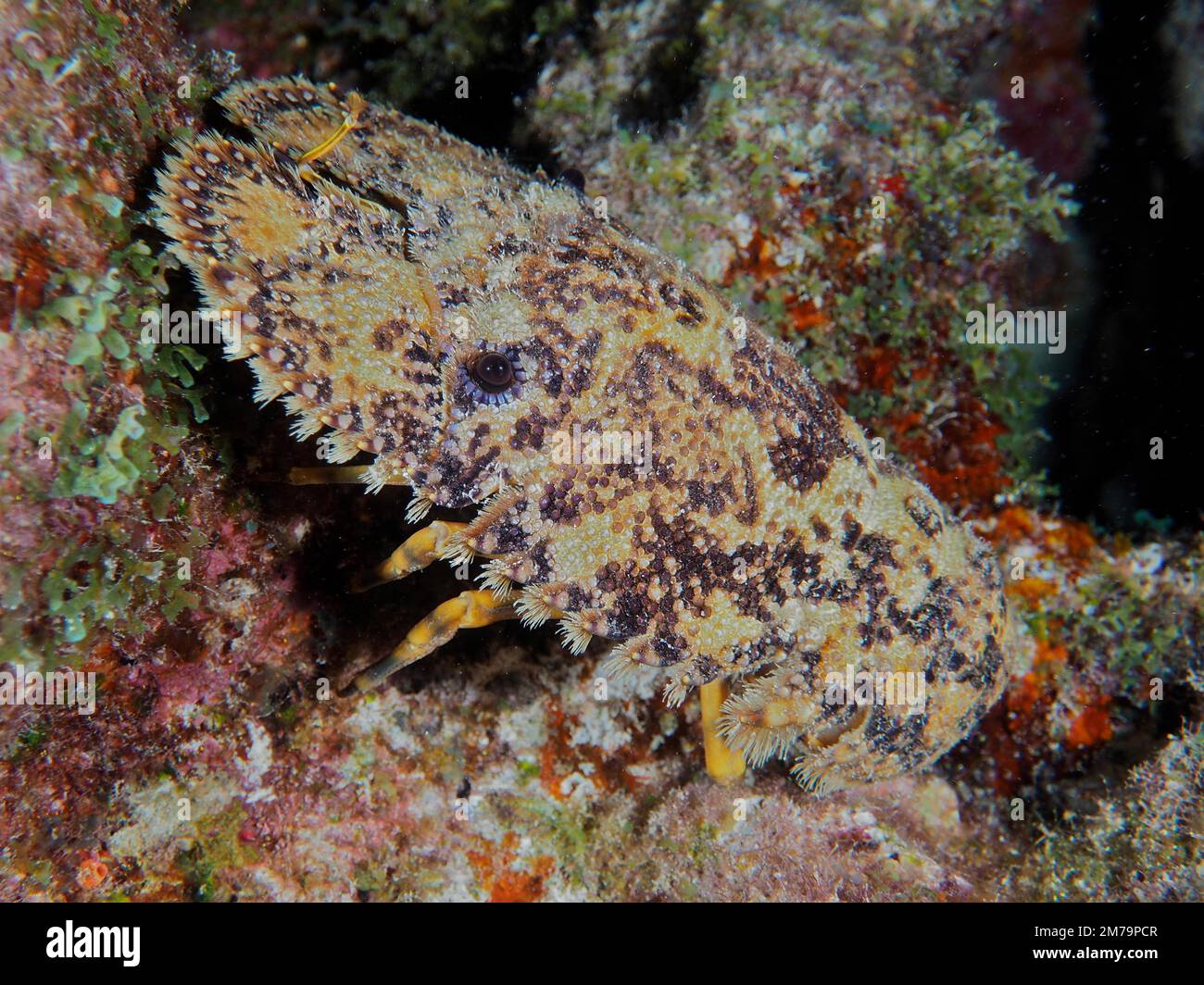 American bear crab (Scyllarus americanus) at night. Dive site John ...