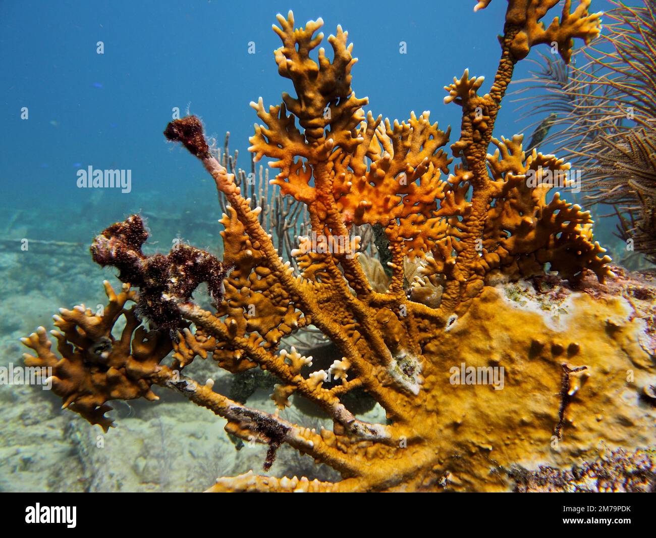 Elk antler fire coral (Millepora alcicornis), fire coral. Dive site ...