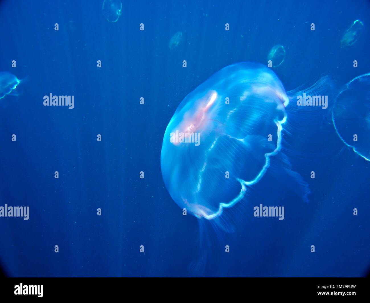 Common jellyfish (Aurelia aurita) and light rays. Dive site Amber Jack