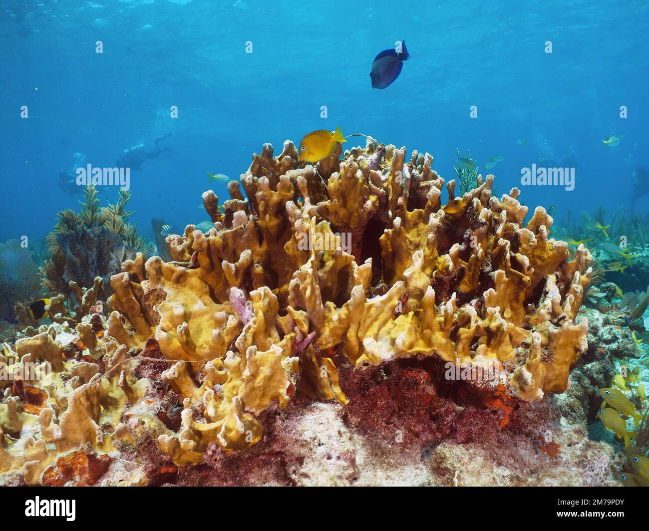 Fire coral (Millepora complanata) . Dive site John Pennekamp Coral Reef State Park, Key Largo, Florida Keys, Florida, USA Stock Photo