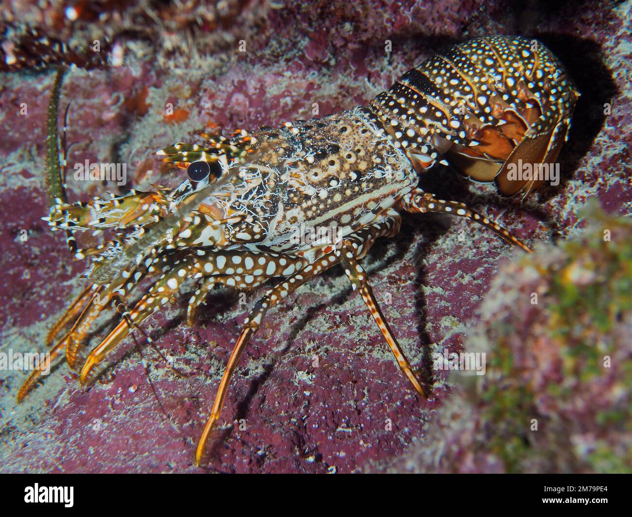 Guinea chick crayfish (Panulirus guttatus) . Dive site John Pennekamp