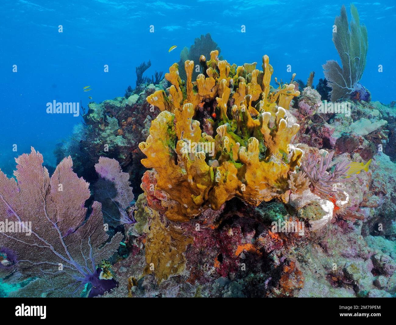 Fire coral (Millepora complanata) and, John Pennekamp Coral Reef State Park dive site, Key Largo, Florida Keys, Florida, USA Stock Photo
