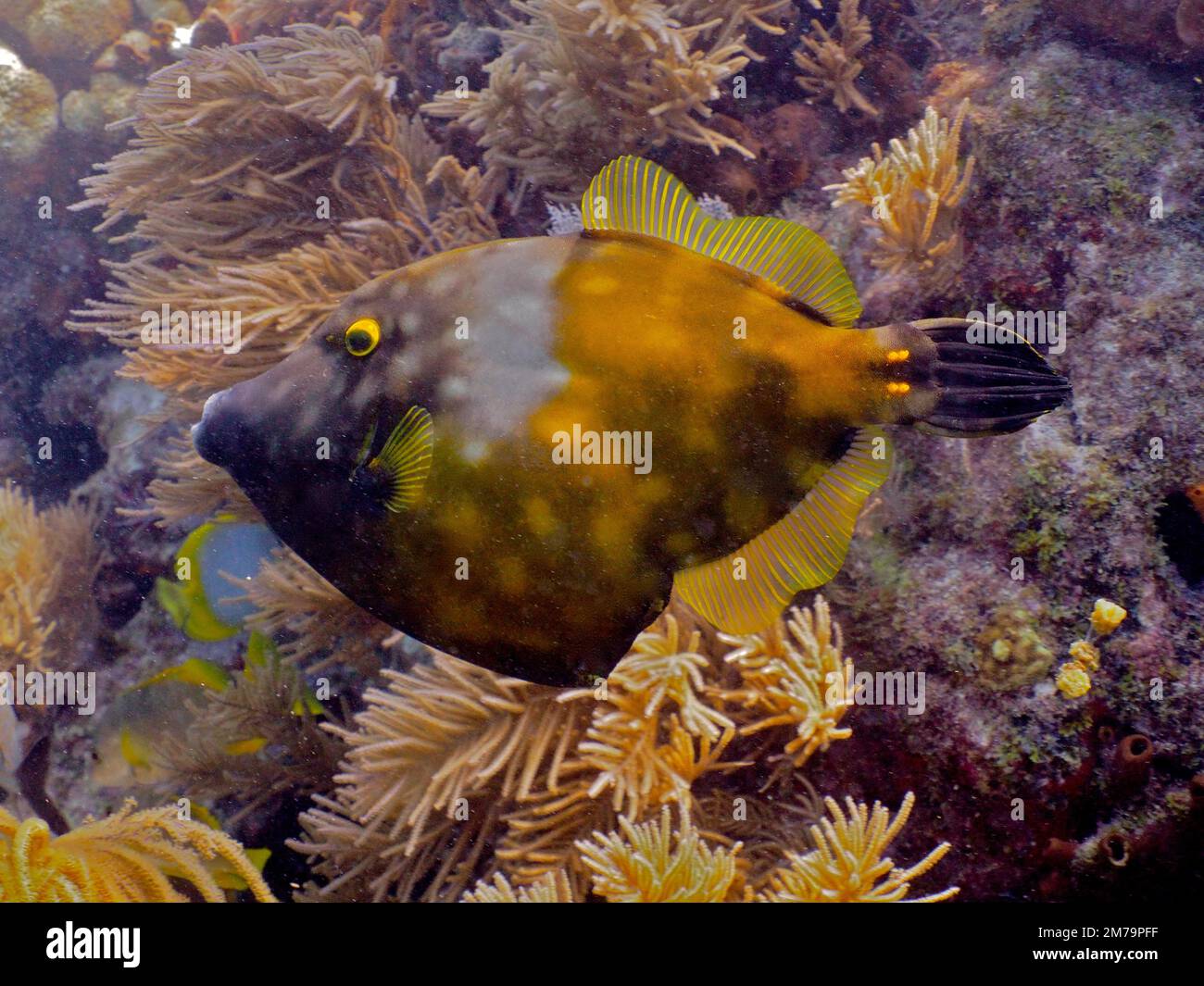 Whitespotted filefish (Cantherhines macrocerus) . Dive site John Pennekamp Coral Reef State Park, Key Largo, Florida Keys, Florida, USA Stock Photo