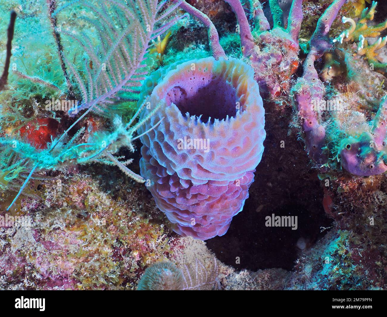 Purple vase sponge (Callyspongia plicifera) . Dive site John Pennekamp ...