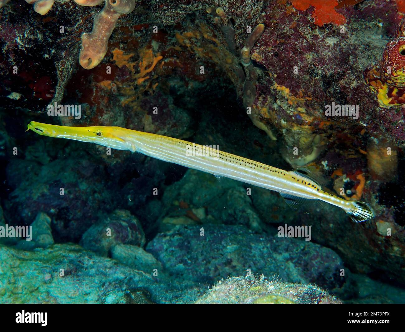 West Atlantic trumpetfish (Aulostomus maculatus) . Dive site John