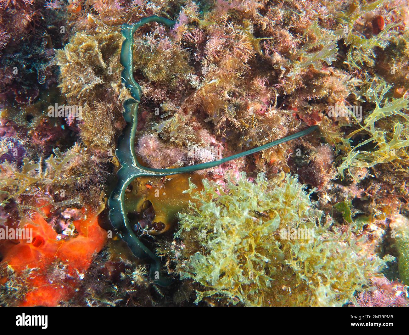 Green spoonworm (Bonellia viridis) . Dive site Marine Reserve Cap de Creus, Rosas, Costa Brava, Spain, Mediterranean Sea Stock Photo