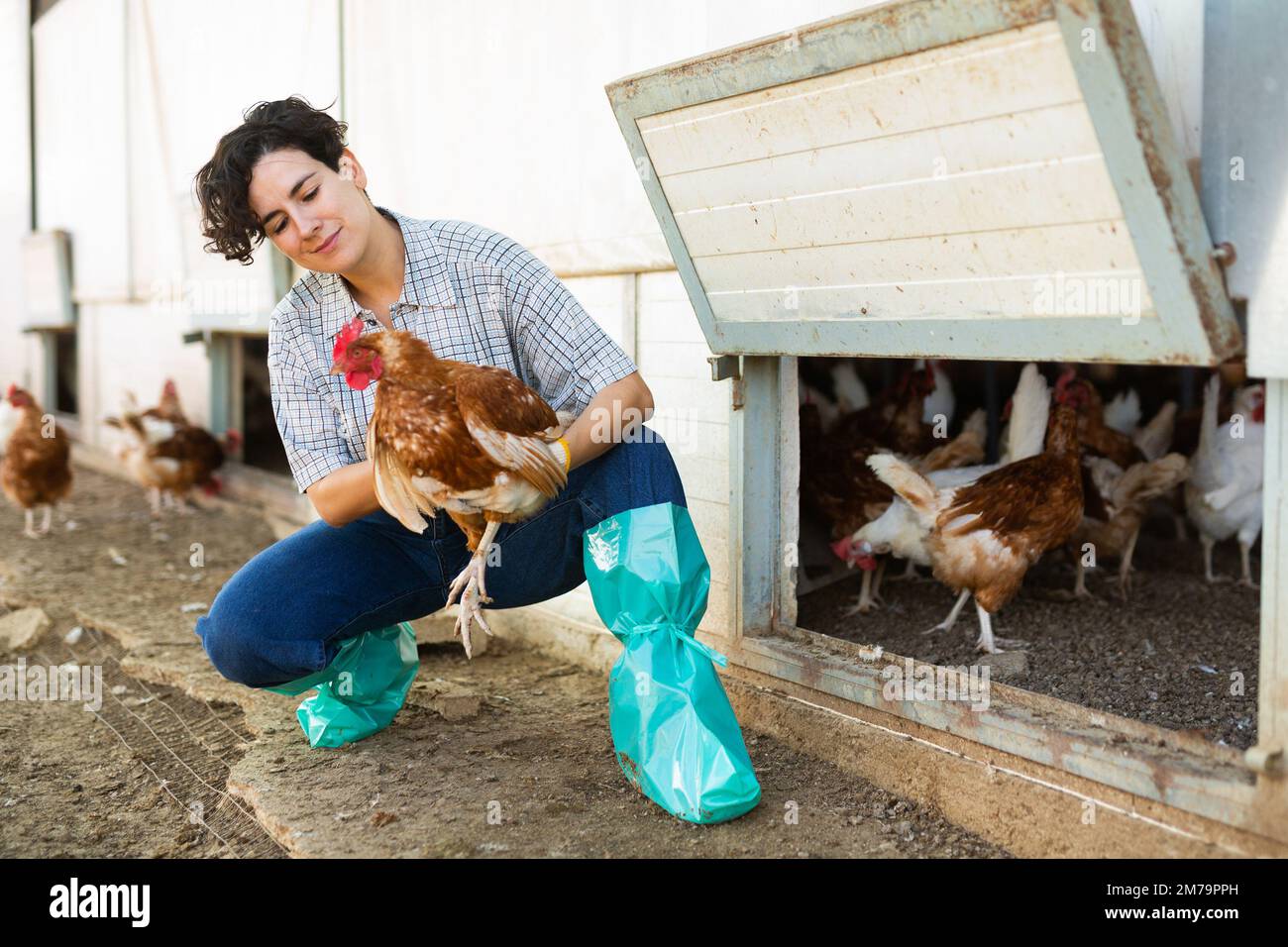 Chicken farmer inspecting a chicken on a Freedom Food certified