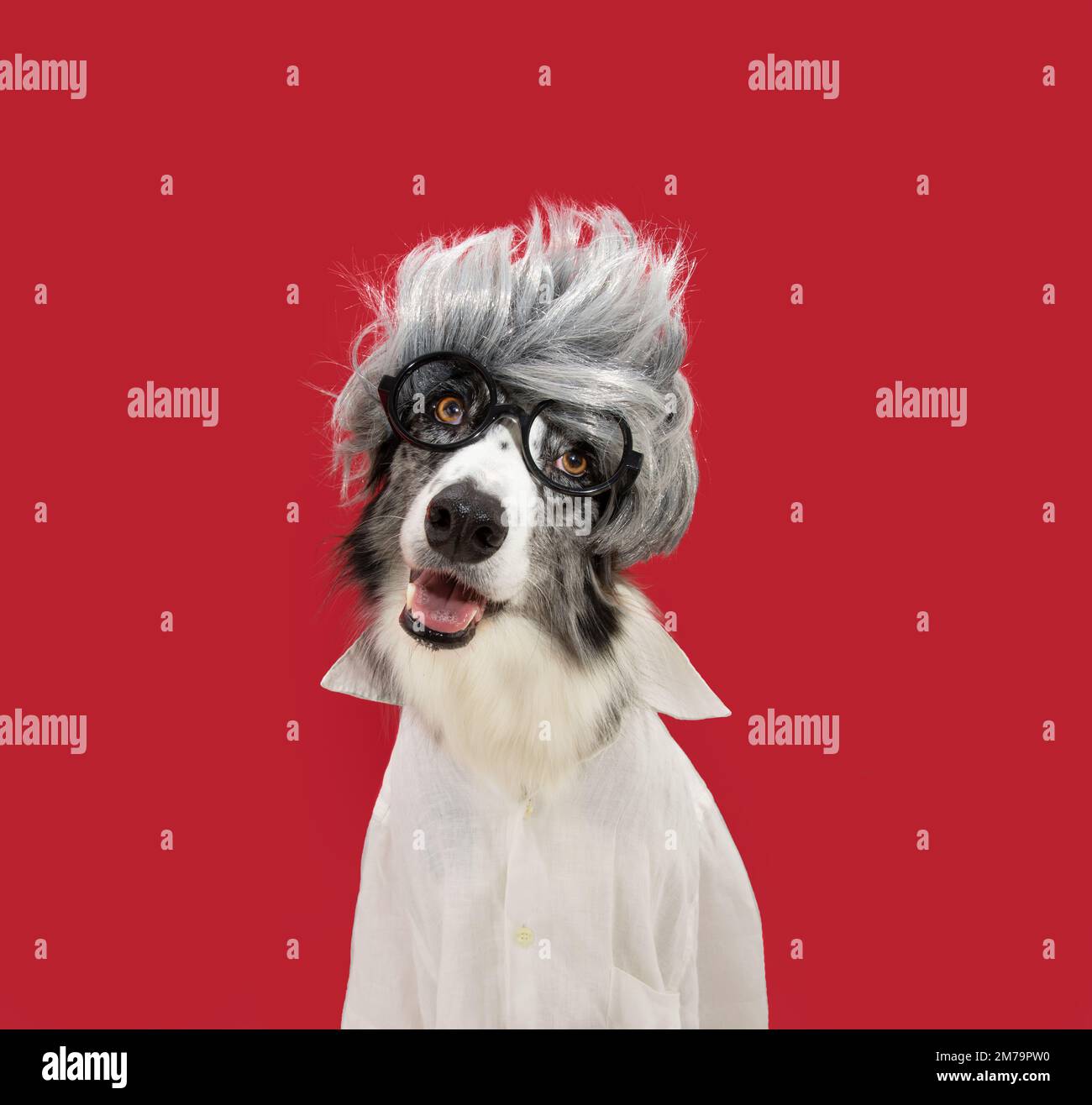 Funny border collie dog celebrating carnival, halloween or new year dressed as a wig, glasses and shirt. Isolated on red magenta background. Albert Ei Stock Photo