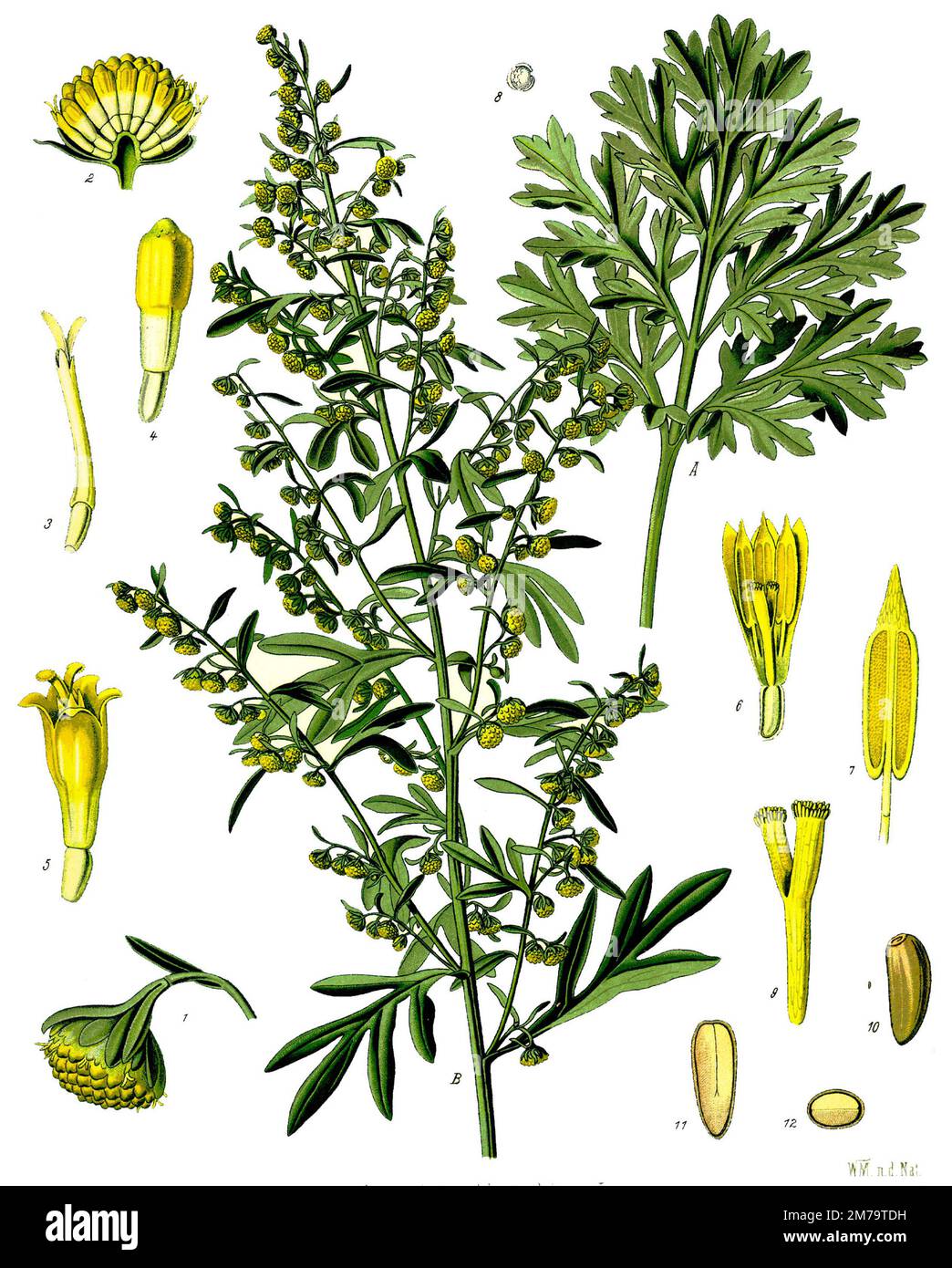 Grande wormwood illustration. Franz Eugen Köhler, Artemisia absinthium (wormwood, grand wormwood, absinthe, absinthium, absinthe wormwood, mugwort, wermout, wermud, wormit, wormod is a species of Artemisia Stock Photo