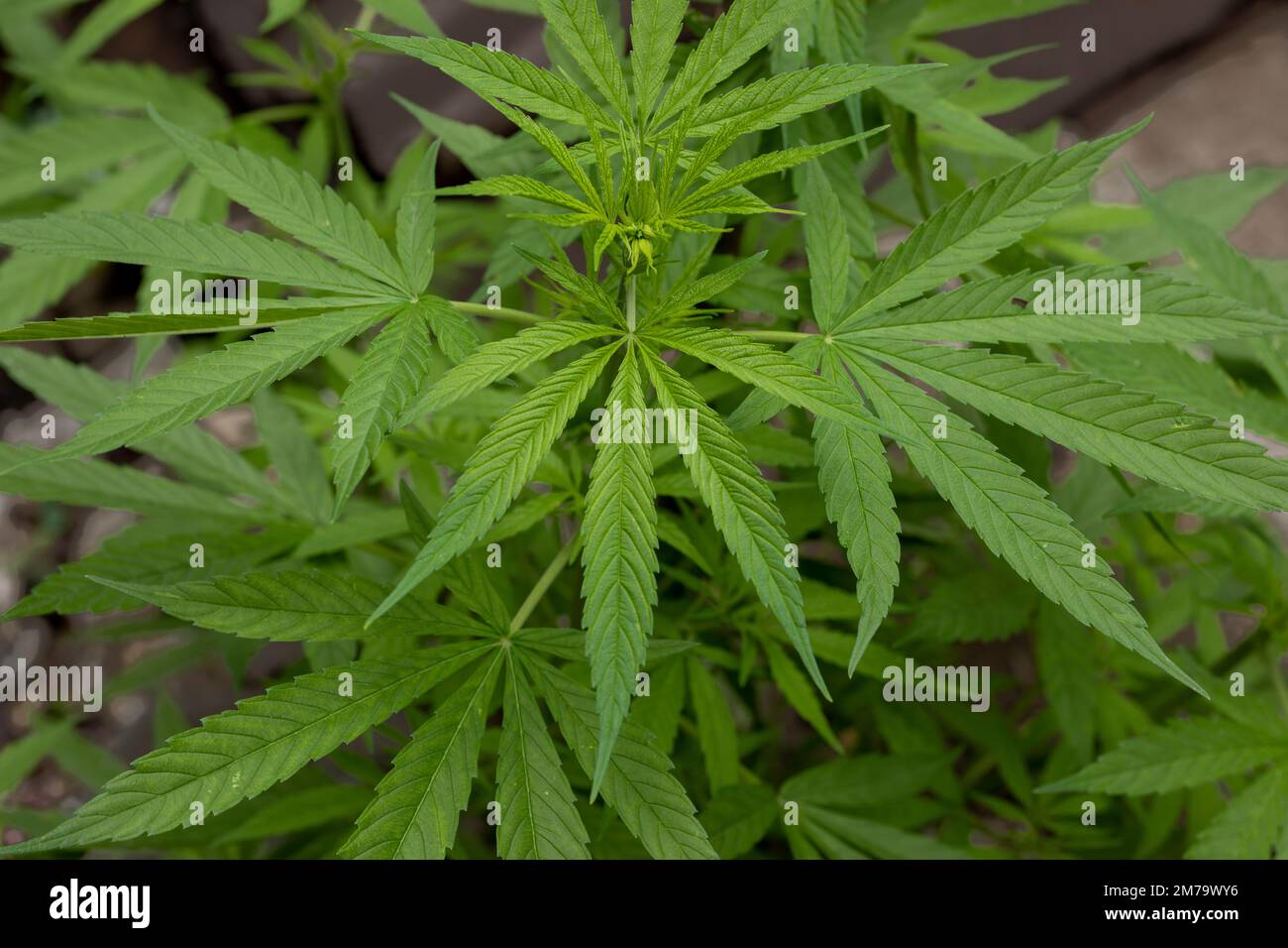 Marijuana leaf graphic hi-res stock photography and images - Alamy