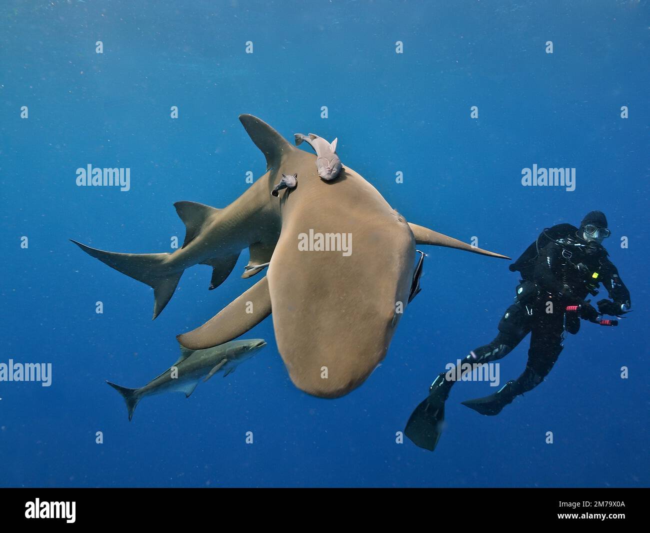 Lemon shark (Negaprion brevirostris) with suckerfish (Echeneidae) and