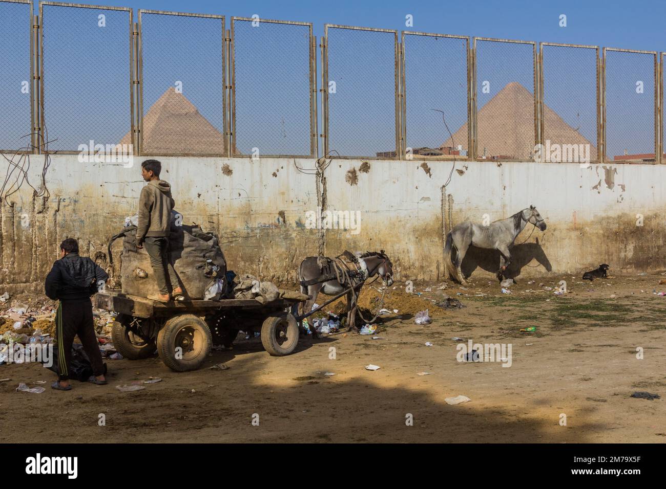 CAIRO, EGYPT - JANUARY 31, 2019: Donkey carriage collecting rubbish in Giza neighborhood of Cairo, Egypt Stock Photo