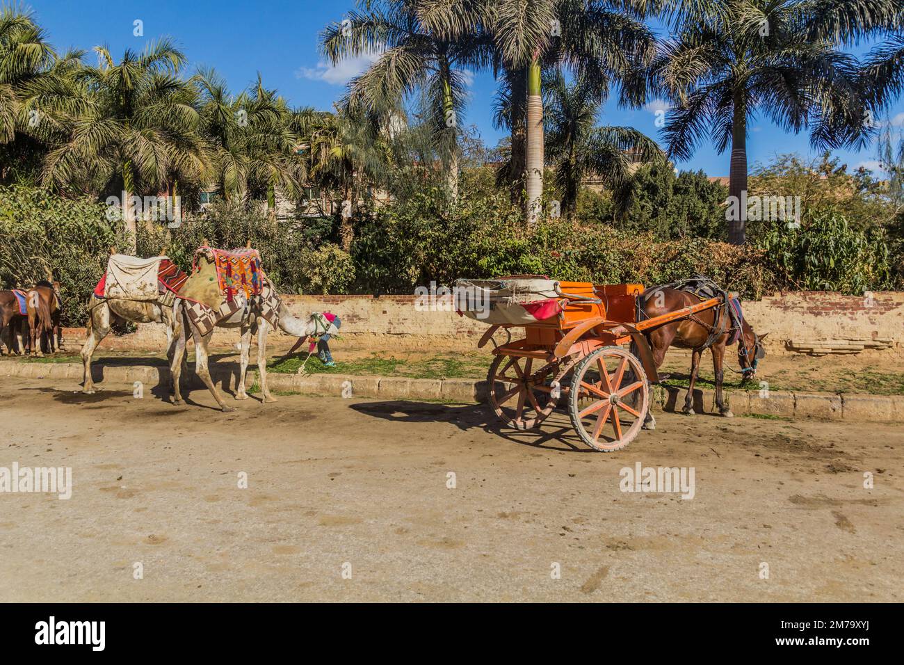 Camels running in camel hi-res stock photography and images - Alamy