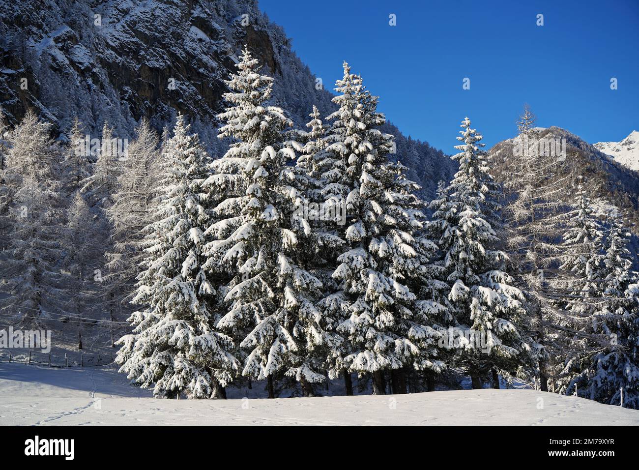 Mountain forest with snow-covered fir trees. Beautiful outdoor scene of the Piedmont Alps. Beauty of nature background concept. Stock Photo