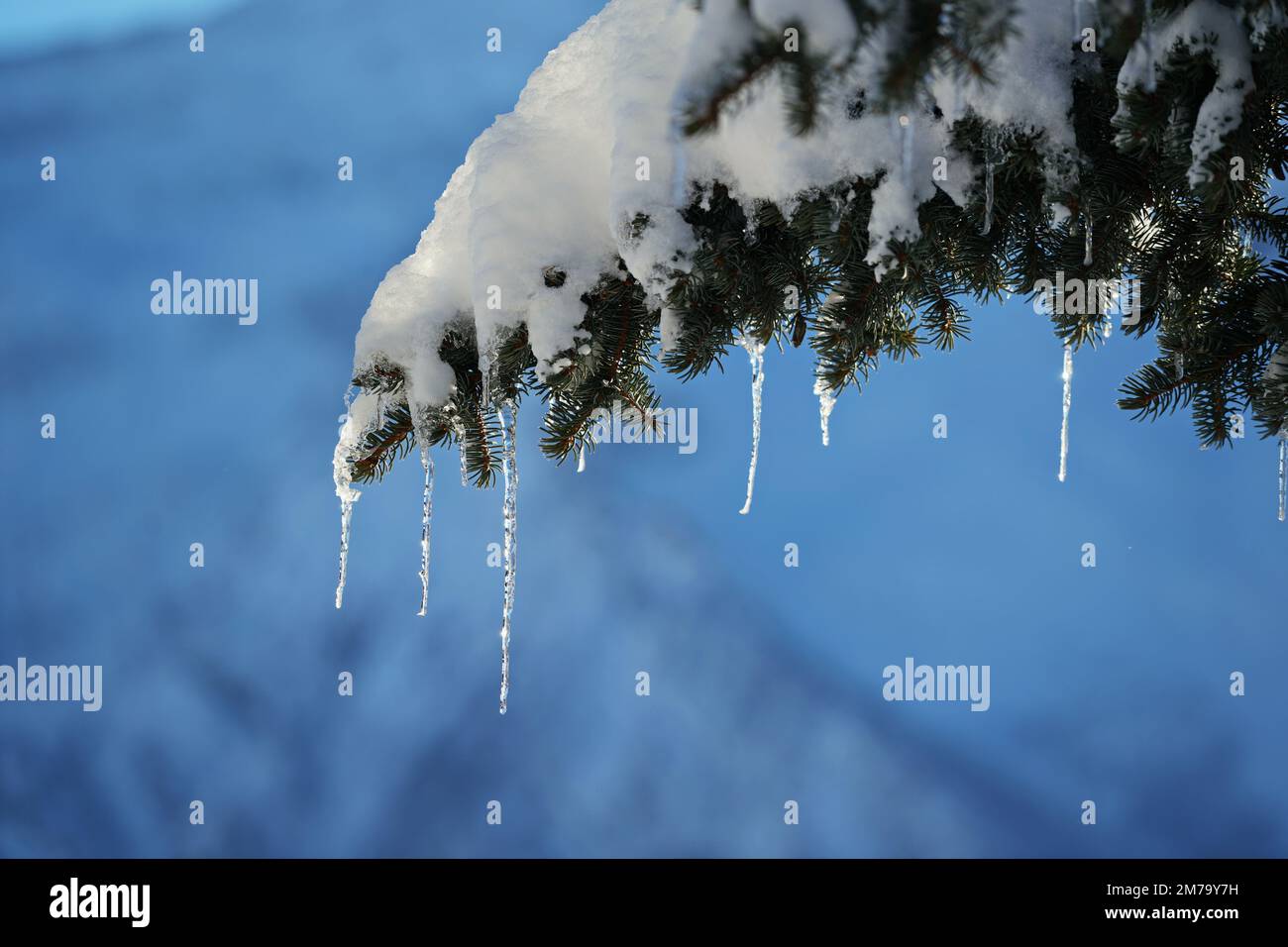 Winter time, fir tree branch covered with fresh snow with icicles Stock Photo
